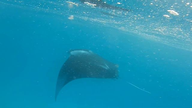 Maldives - Snorkeling with Manta rays near Ukulhas, March 2019 смотреть онлайн