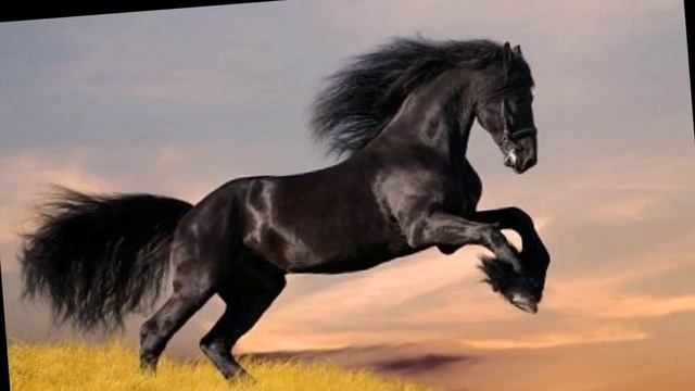 КРАСИВЫЕ КОНИ И ПЕСНЯ О ЛЮБИМОЙ ! смотреть онлайн