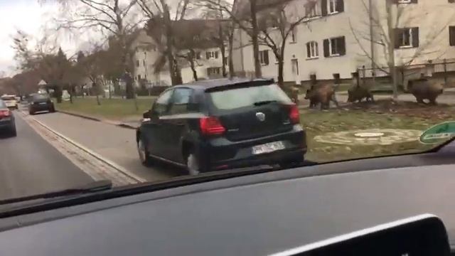 Тем временем в Германии: стадо кабанов нарушило покой жителей немецкой коммуны смотреть онлайн