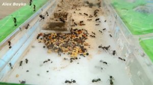 Как живут мои муравьи жнецы спустя 3 года. Самая старая колония. alex boyko