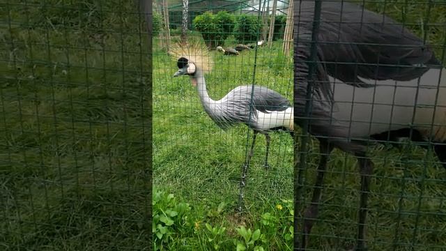 #shorts #Венценосный_журавль . #Киевский_зоопарк, май 2022 смотреть онлайн