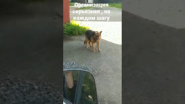 Взгляд орла, пасть акулы смотреть онлайн