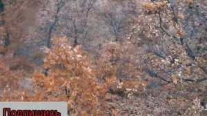 охота на кабана с собаками Турция