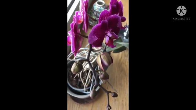 Phalaenopsis Miki Galaxy смотреть онлайн