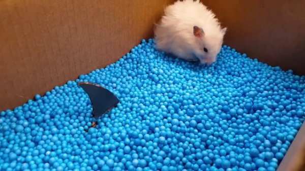 ⚽️ Hamster Football Maze with Traps ☠️ [OBSTACLE COURSE]