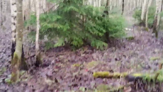 Где искать сморчки?9 смотреть онлайн