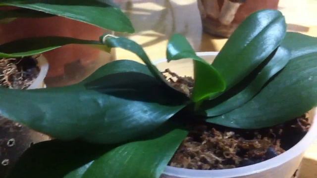 МОЙ КАНАЛ ТЕПЕРЬ FASCINATING ORCHIDS. ПРИГЛАШАЮ ВСЕХ ТУДА смотреть онлайн