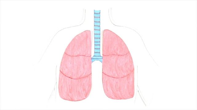 Познавательная анатомия. Легкие./Cognitive anatomy. Lungs. смотреть онлайн