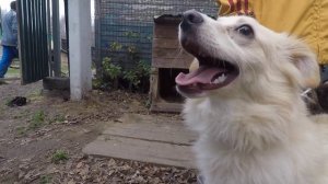 Как стать волонтёром в приюте для собак.ТВОЙ первый шаг.