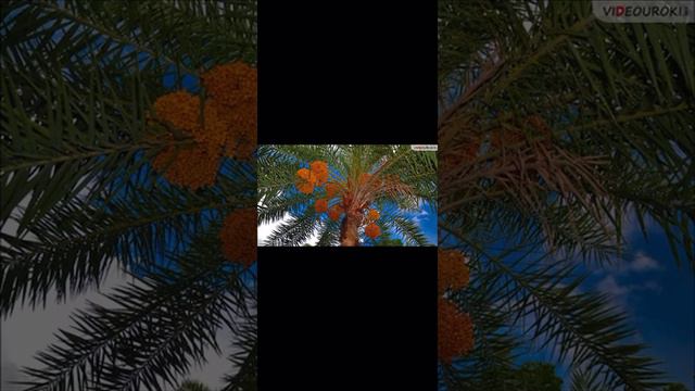 Субрегионы Африки. 11 класс смотреть онлайн