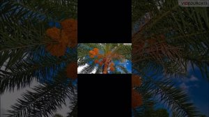 Субрегионы Африки. 11 класс