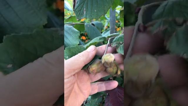 Фундук сорт Московский рубин смотреть онлайн