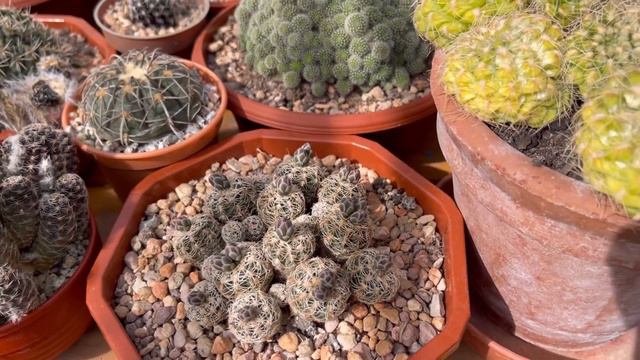 Cactus and Succulent Collection update | Crassula Barbata and Greenovia flowers | 17Apr22 смотреть онлайн