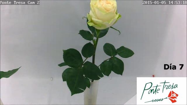 Mondial смотреть онлайн
