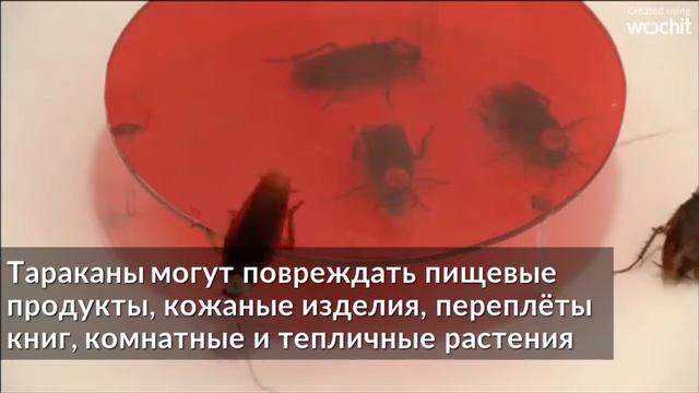Интересные факты о тараканах - Findme смотреть онлайн