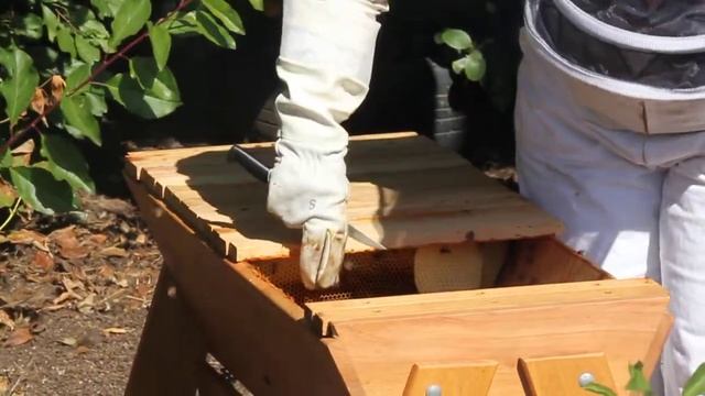 Re-queening a Top Bar hive with a queen cell смотреть онлайн