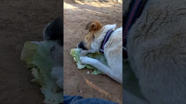 Не думала что Боник Веган. #собака #капуста #еда #shortsvideo #животные #дача #боник смотреть онлайн