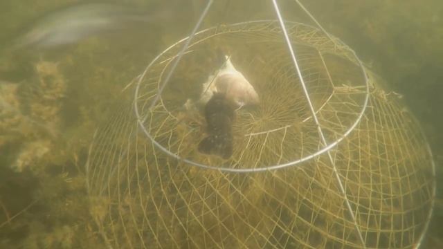 ловля раков под водой..mp4 смотреть онлайн