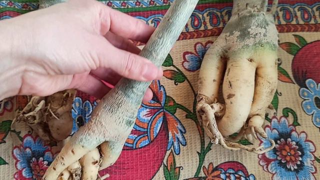 ОГОРОД на окне в квартире и АДЕНИУМЫ продолжили гнить в новой посадке #огороднаокне #адениум смотреть онлайн