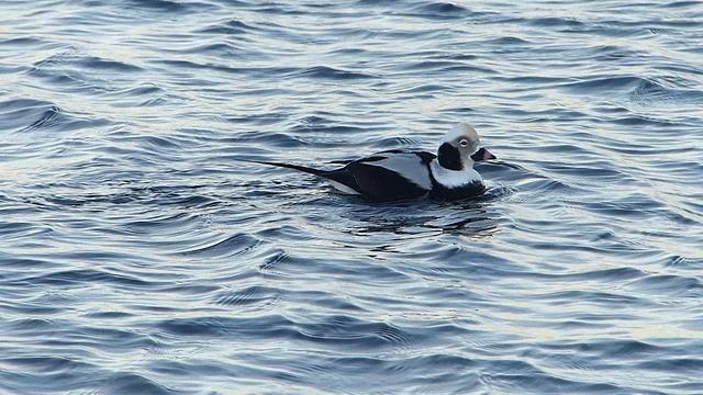 Утка морянка на Рижском заливе 19.01.22-го. смотреть онлайн