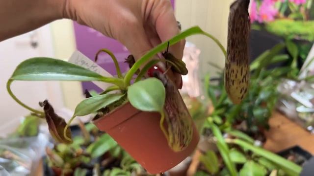 Поставка орхидей и непентесов от Европейского поставщика июль 2023 смотреть онлайн