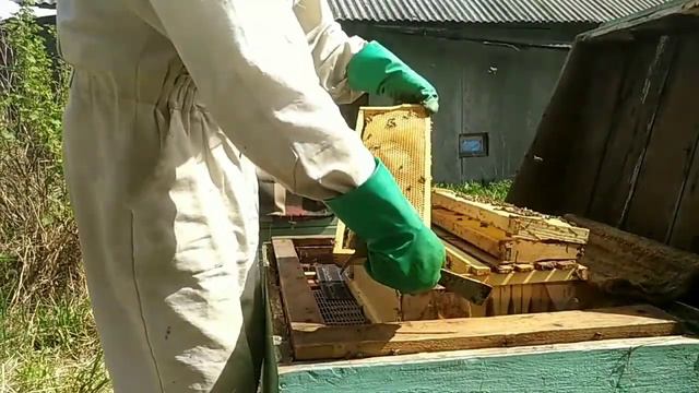 Майский мёд с ивы! смотреть онлайн