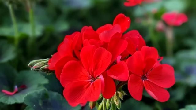 Срочно ВНЕСИ в ГЕРАНЬ чтобы листики не желтели зеленели цветы здоровели и даже хилый цветок оживал