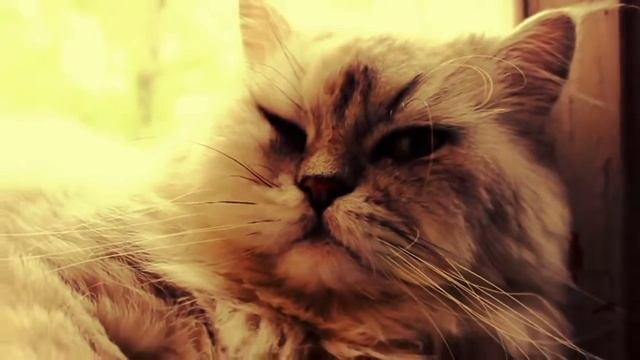 MLG МУРЛЫКАНЬЕ КОТА НА СКРЫТУЮ КАМЕРУ! ЧУТЬ НЕ СПАЛИЛСЯ) смотреть онлайн