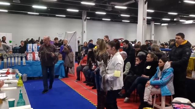 02.02.2020 Best в группе мейн кунов 4 мес.№ 113.Tessa Rysenok лучший котенок девочка смотреть онлайн