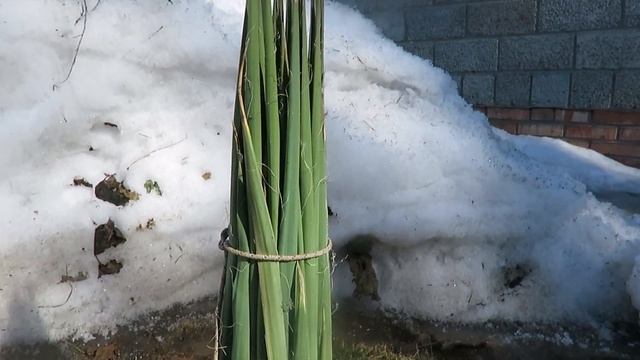 Юкку открываю после зимы смотреть онлайн