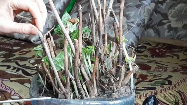 Гортензия крупнолистная (широколистная) смотреть онлайн