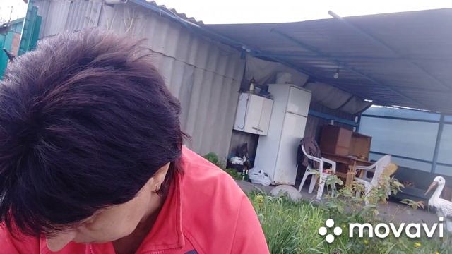 Дача//пересаживаю синенькие//малинник пропадает смотреть онлайн