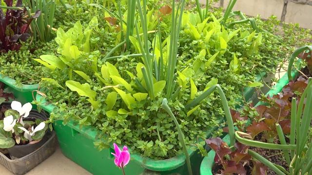 Мокрица (звездчатка средняя) для смузи и салатов смотреть онлайн