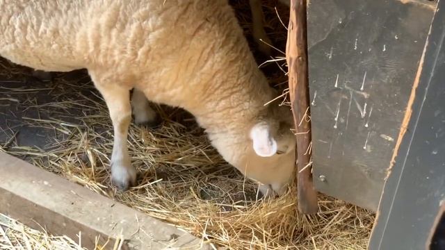 Зоопарк в Веллингтоне, Новая Зеландия смотреть онлайн