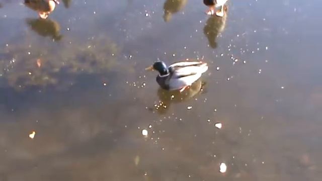 утки на льду смотреть онлайн