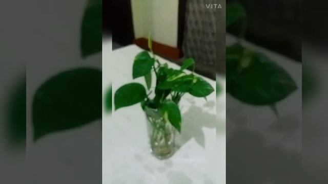 7 House Plants Which We Can Grow With A Glass Of Water