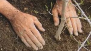 Груша сорта чудесница