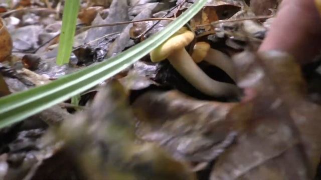 Приглашаем в Лес за Лисичками . Грибы Июля 2021 .??? смотреть онлайн