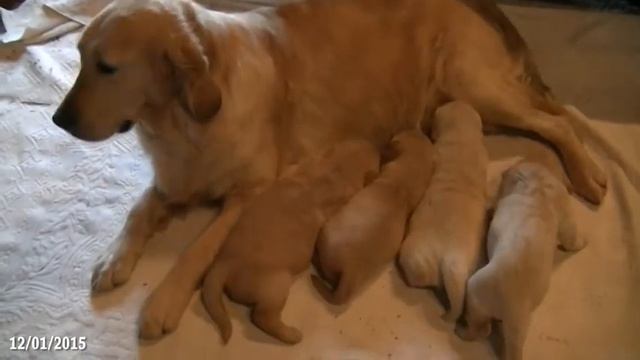 12/01/2014 - Rayleas Mister Copper x Rayleas Gypsy Rose - Puppies Born 23 December 2014 смотреть онлайн