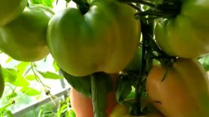 ЛУЧШИЙ СОРТ ТОМАТА ДЛЯ ПОДМОСКОВЬЯ: КРАСА СИБИРИ !