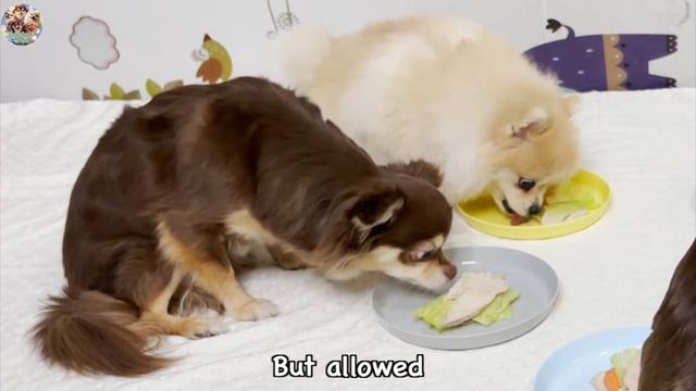 Dog Reviews Burger Food dog with Chef dog react Taste Chihuahua Pomeranian | doghappyworld смотреть онлайн