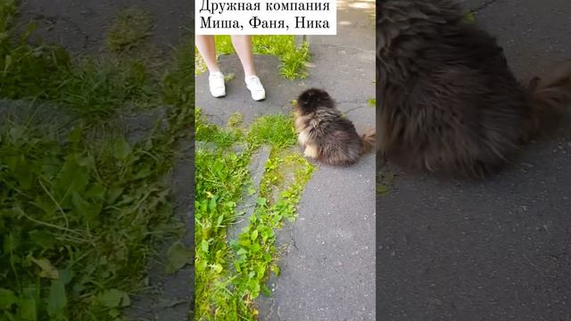 Дружная компания. смотреть онлайн