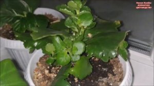 КАЛАНХОЭ КАЛАНДИВА МИКС КАК ? ЛЕГКО РАЗМНОЖИТЬ ЧЕРЕНКОВАНИЕМ