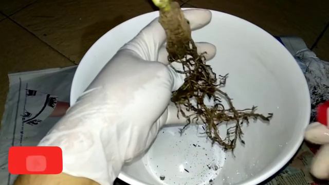 Merawat Bibit Monstera Deliciosa Beli Online | Gampang Banget ... смотреть онлайн