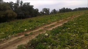 Где растут арбузы  Бахча