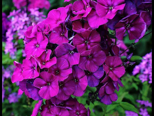 Флоксы Шапка Мономаха и Алиса Фрейндлих смотреть онлайн