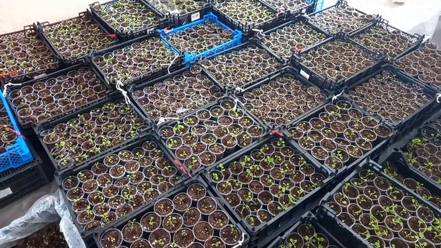 Петуния растет.Пикировка. смотреть онлайн