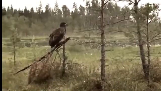 Даймохк Безам .. смотреть онлайн