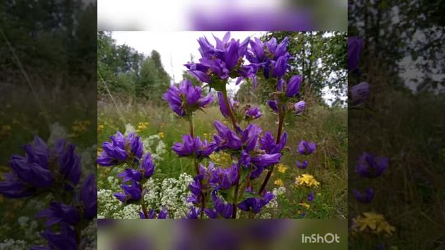 Карелия любимая моя! смотреть онлайн