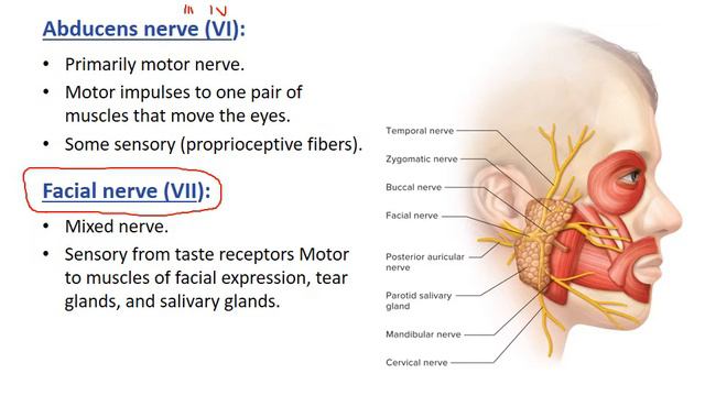 6 Holes Chapter 11 Cranial Nerves Slides 67-77 смотреть онлайн